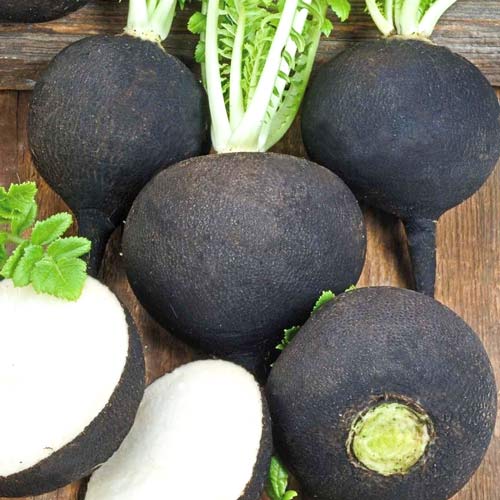 Редька Карбон артикул фото 1 Редька Карбон изображение 1 артикул 69807