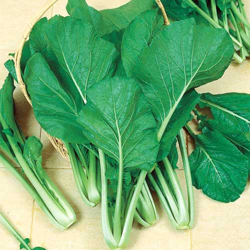 Репа листовая Комацуна изображение 1 артикул 71913