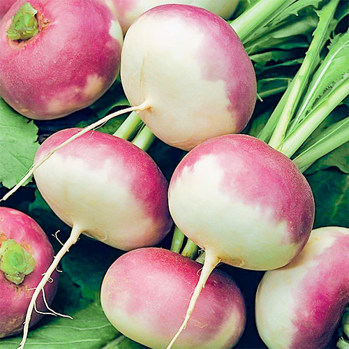 Репа Розовый мед Уральский дачник изображение 1 артикул 83131