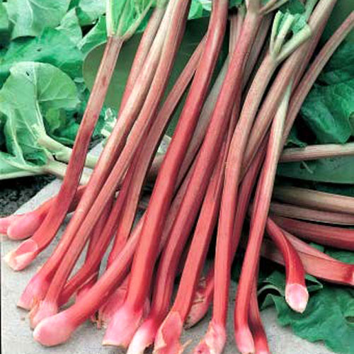 Ревень черешковый Компотный, семена изображение 1 артикул 80440С