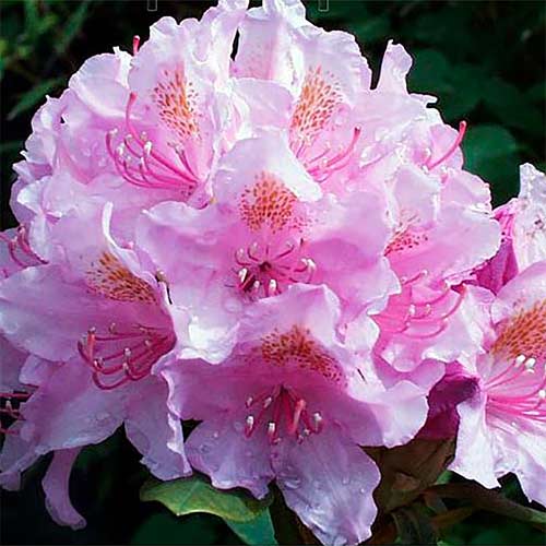 Рододендрон Алла изображение 1 артикул 01176