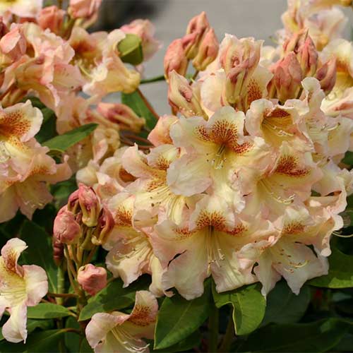 Рододендрон Бернштейн артикул фото 1 Рододендрон Бернштейн изображение 1 артикул 01177