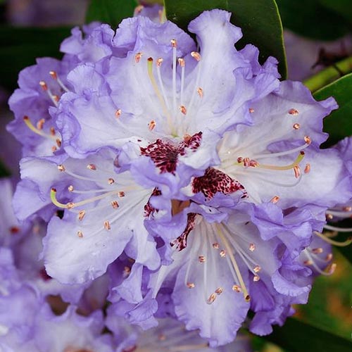 Рододендрон Блю Сильвер изображение 3 артикул 2545