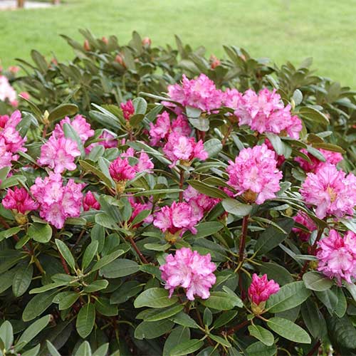 Рододендрон Блюретта артикул фото 1 Рододендрон Блюретта изображение 1 артикул 01178