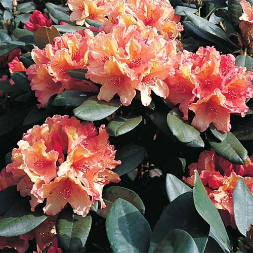 Рододендрон Бразилия изображение 1 артикул 01179