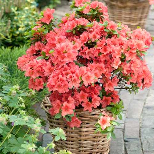 Рододендрон Бриллиант изображение 1 артикул 3930