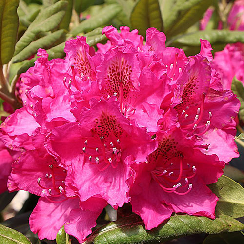 Зинаида артикул фото 1 Зинаида изображение 1 артикул 2403