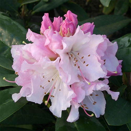 Рододендрон Чир изображение 1 артикул 01201