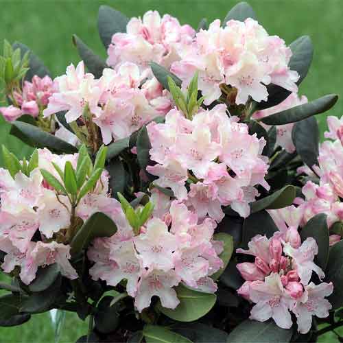 Рододендрон Cream Crest изображение 1 артикул 2030