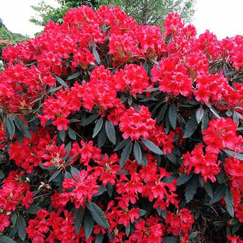 Рододендрон Дотелла изображение 1 артикул 4792