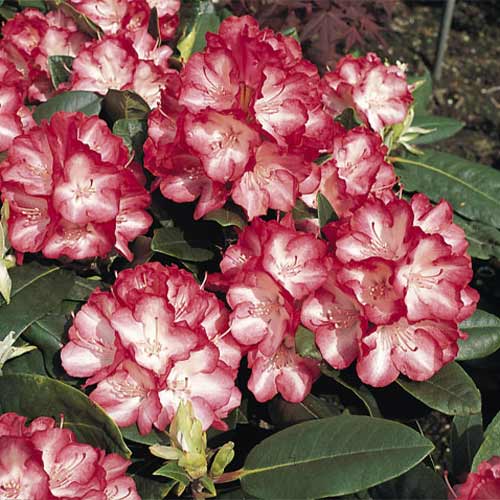 Рододендрон Энн Линдси артикул фото 1 Рододендрон Энн Линдси изображение 1 артикул 01202