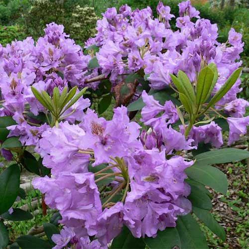 Рододендрон Фастуосум Флоре Плено артикул фото 1 Рододендрон Фастуосум Флоре Плено изображение 1 артикул 01198