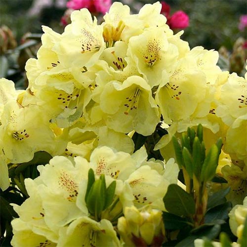 Рододендрон Голдбукет артикул фото 1 Рододендрон Голдбукет изображение 1 артикул 01180