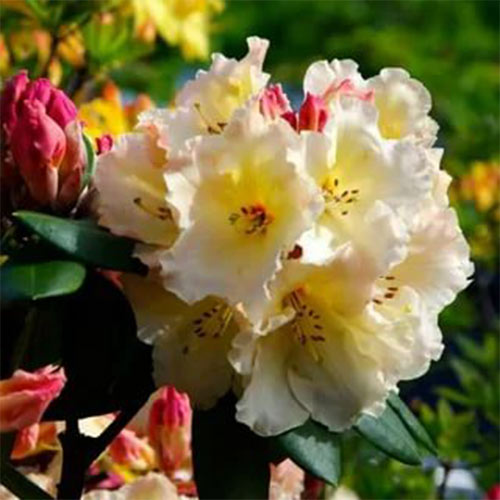 Рододендрон Голден Точ артикул фото 1 Рододендрон Голден Точ изображение 1 артикул 01181