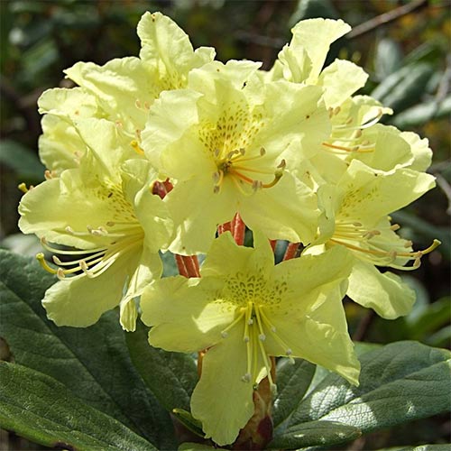 Рододендрон Голдфорт изображение 1 артикул 01182