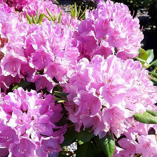 Рододендрон Грандифлорум изображение 1 артикул 01183