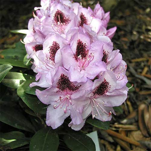 Рододендрон Гумбольдт артикул фото 1 Рододендрон Гумбольдт изображение 1 артикул 01184