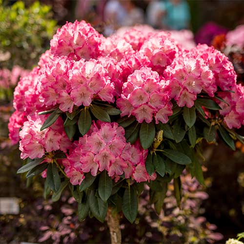 Рододендрон Хельсинский Университет артикул фото 1 Рододендрон Хельсинский Университет изображение 1 артикул 01199