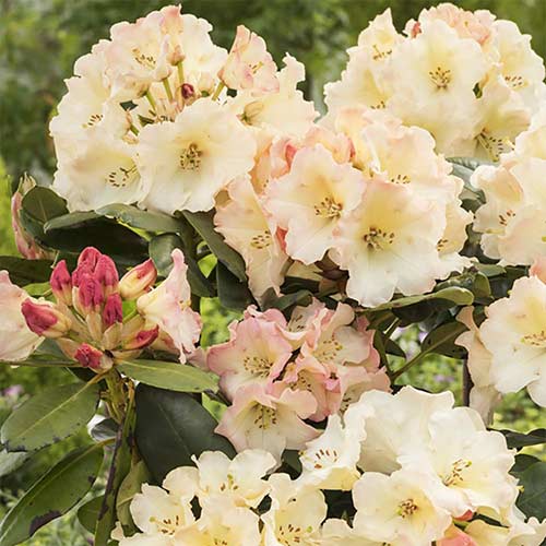 Рододендрон Хорайзон Монарх артикул фото 1 Рододендрон Хорайзон Монарх изображение 1 артикул 01200