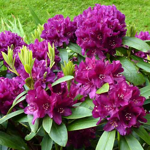 Рододендрон Кали изображение 1 артикул 4795