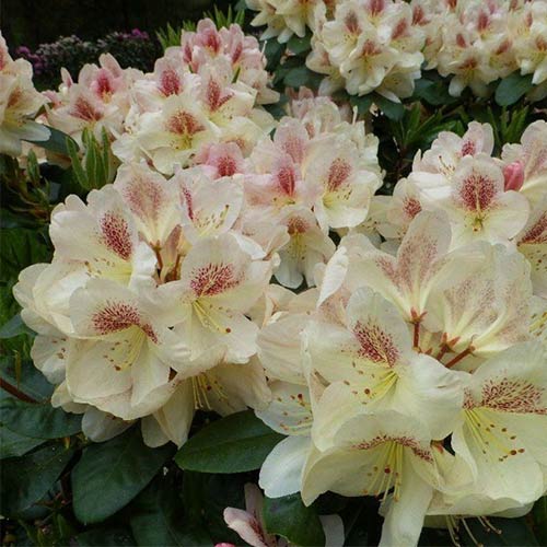 Рододендрон Лачсголд изображение 1 артикул 01185