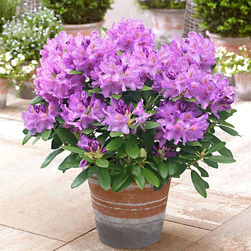 Рододендрон Либретто артикул фото 1 Рододендрон Либретто изображение 1 артикул 9156