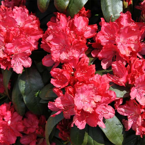 Рододендрон Лихтфаер артикул фото 1 Рододендрон Лихтфаер изображение 1 артикул 01187