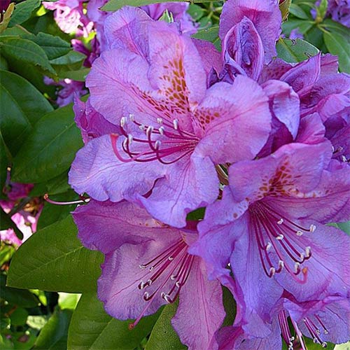 Рододендрон Лиз Дак Пёпл артикул фото 1 Рододендрон Лиз Дак Пёпл изображение 1 артикул 01186