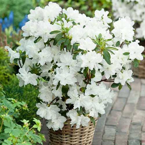 Рододендрон Мери Хелен артикул фото 1 Рододендрон Мери Хелен изображение 1 артикул 3929