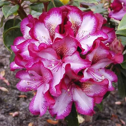 Рододендрон Миднайт мистик артикул фото 1 Рододендрон Миднайт мистик изображение 1 артикул 01189