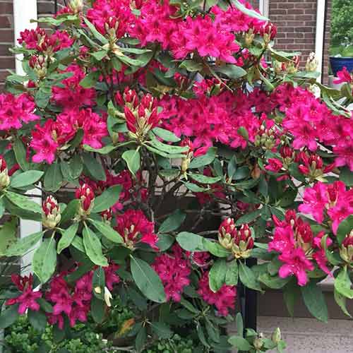 Рододендрон Нова Зембла артикул фото 1 Рододендрон Нова Зембла изображение 1 артикул 01190