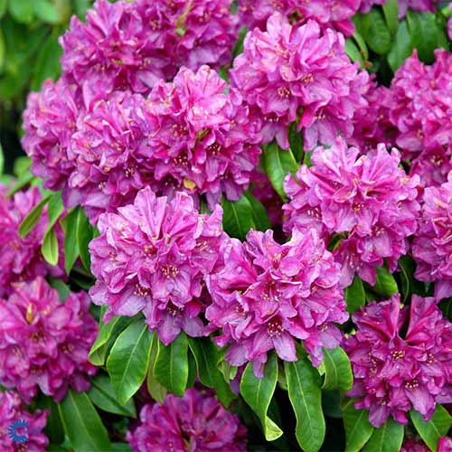 Рододендрон Олд Порт артикул фото 1 Рододендрон Олд Порт изображение 1 артикул 01191