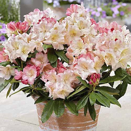 Рододендрон Перси Вайсман изображение 1 артикул 4793