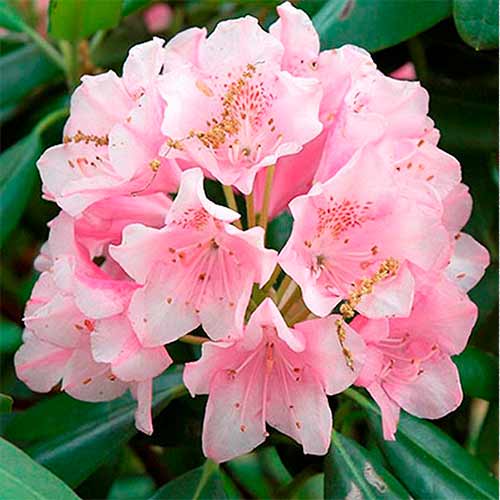 Рододендрон Перси Вайзмен изображение 1 артикул 01192