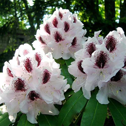 Рододендрон Сафо артикул фото 1 Рододендрон Сафо изображение 1 артикул 01195