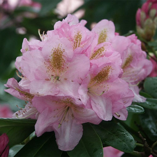 Рододендрон Синтиллейшн изображение 1 артикул 01197