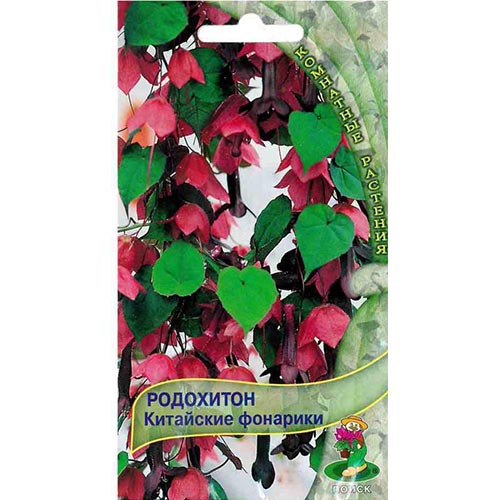 Родохитон Китайские фонарики, семена изображение 1 артикул 93106