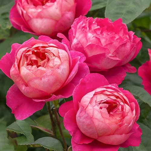 Роза английская Бенджамин Бриттен (Benjamin Britten) изображение 1 артикул 2210