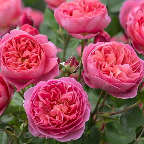 Роза английская Боскобел изображение 1 артикул 5498