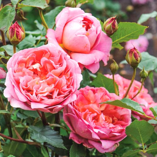 Роза английская Чарльз Остин артикул фото 1 Роза английская Чарльз Остин изображение 1 артикул 2227