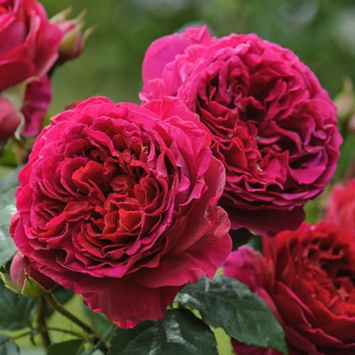 Роза английская Дарк Леди (The Dark Lady) изображение 1 артикул 6120