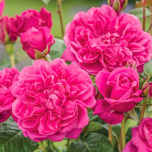 Роза английская Джеймс Л. Остин изображение 1 артикул 3591