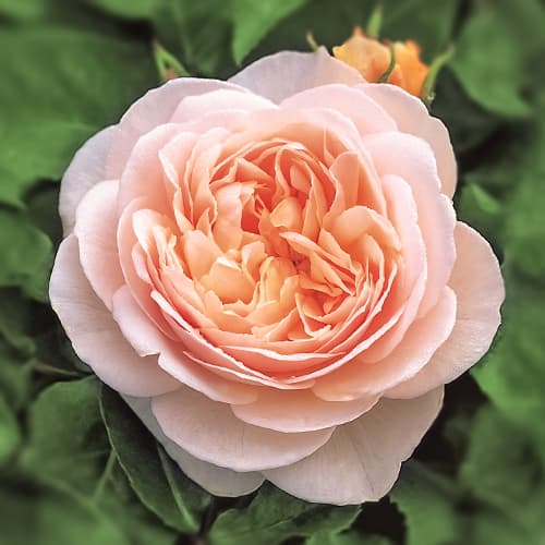 Роза английская Джульетта (Juliet) изображение 1 артикул 6008