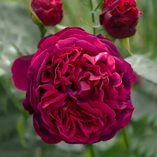 Роза английская Фальстаф (Falstaff) изображение 1 артикул 3701