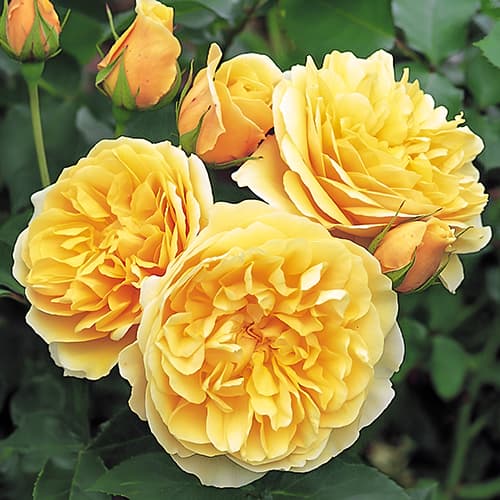 Роза английская Грэхам Томас (Graham Thomas) изображение 1 артикул 2214