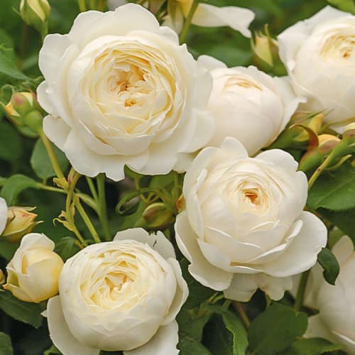 Роза английская Клэр Остин (Claire Austin) изображение 1 артикул 2216