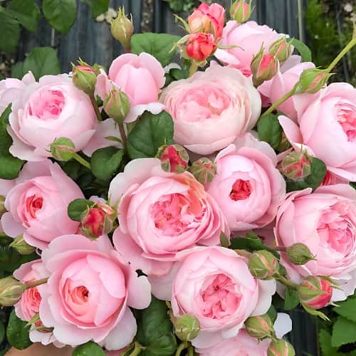 Роза английская Королева Швеции, C2 изображение 1 артикул 3814