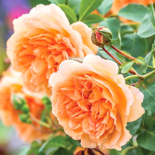 Роза английская Леди Эмма Гамильтон изображение 1 артикул 2219