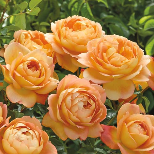 Роза английская Леди оф Шалот (Lady of Shalott) изображение 1 артикул 2220