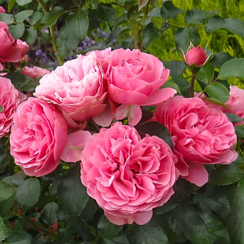 Роза флорибунда Леонардо да Винчи (Leonardo da Vinci) изображение 1 артикул 3700